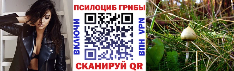 omg tor  Улан-Удэ  Псилоцибиновые грибы Psilocybine cubensis 
